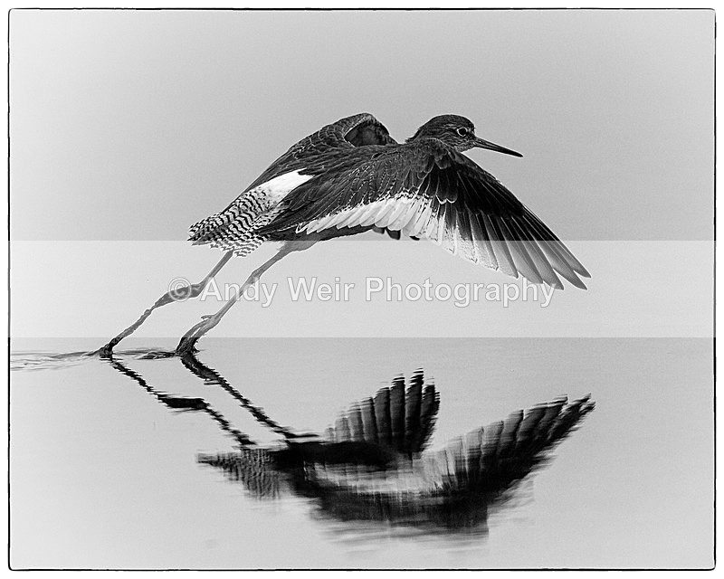 20131001-3K8A6516-2462-2481 - Redshank