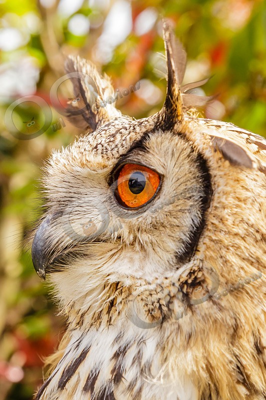 indian eagle owl bubo bengalensis-6013 - Owls of the World