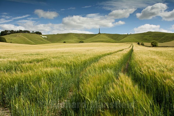 Cherhill White Horse, Wiltshire - Landscape