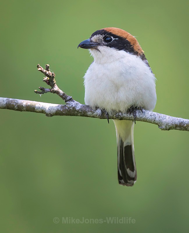 WOODCHAT SHRIKE - WOODCHAT SHRIKE 2025