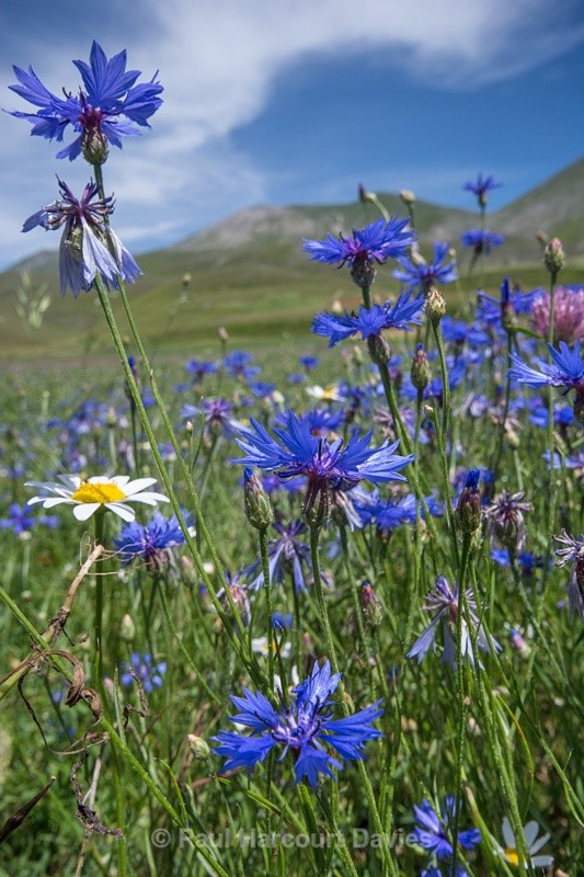  - Plants: wide-angle