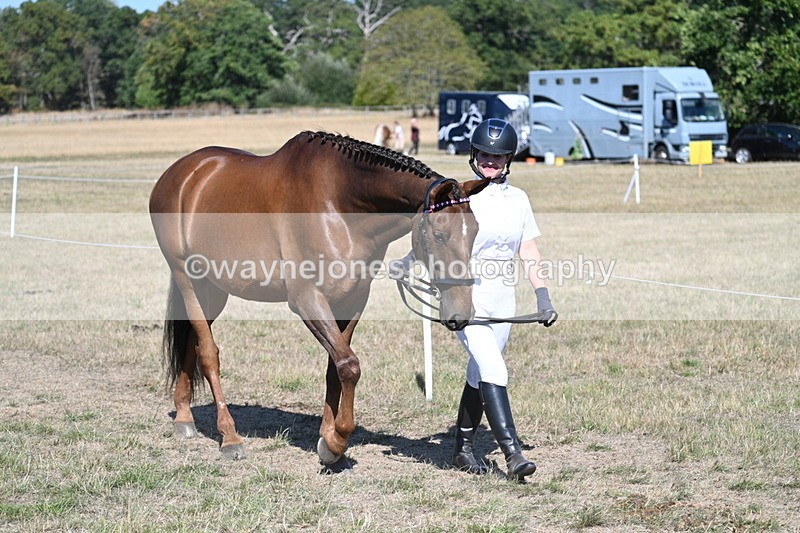 WJ7_1448 - Class 42 Most Handsome Gelding