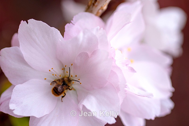 Red Mason Bee on White Cherry Blossom - DSC_8990 - Insects