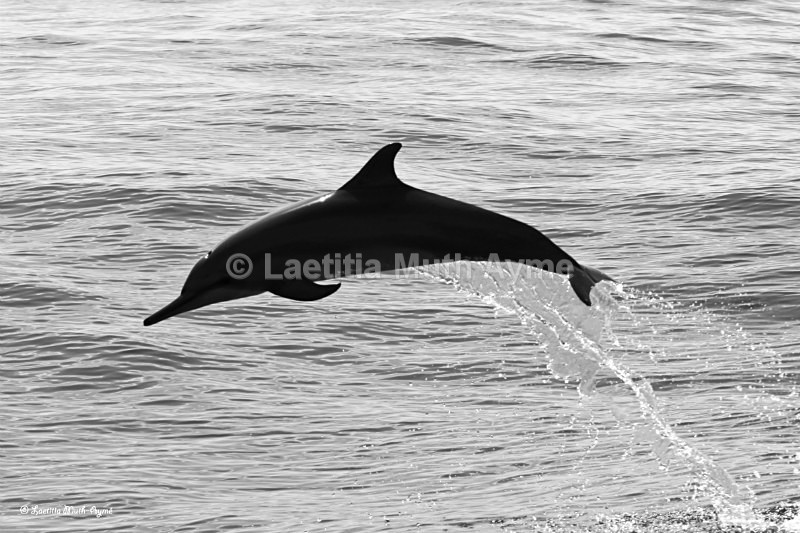 IMG_5457 Mayotte - Marine wildlife