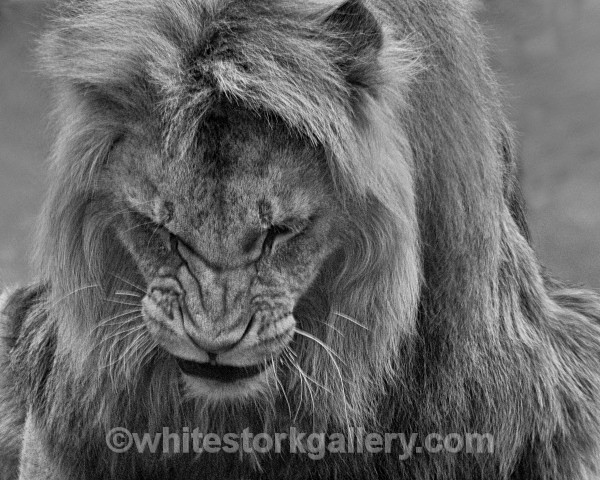 Angola Lion - Wildlife and Animals