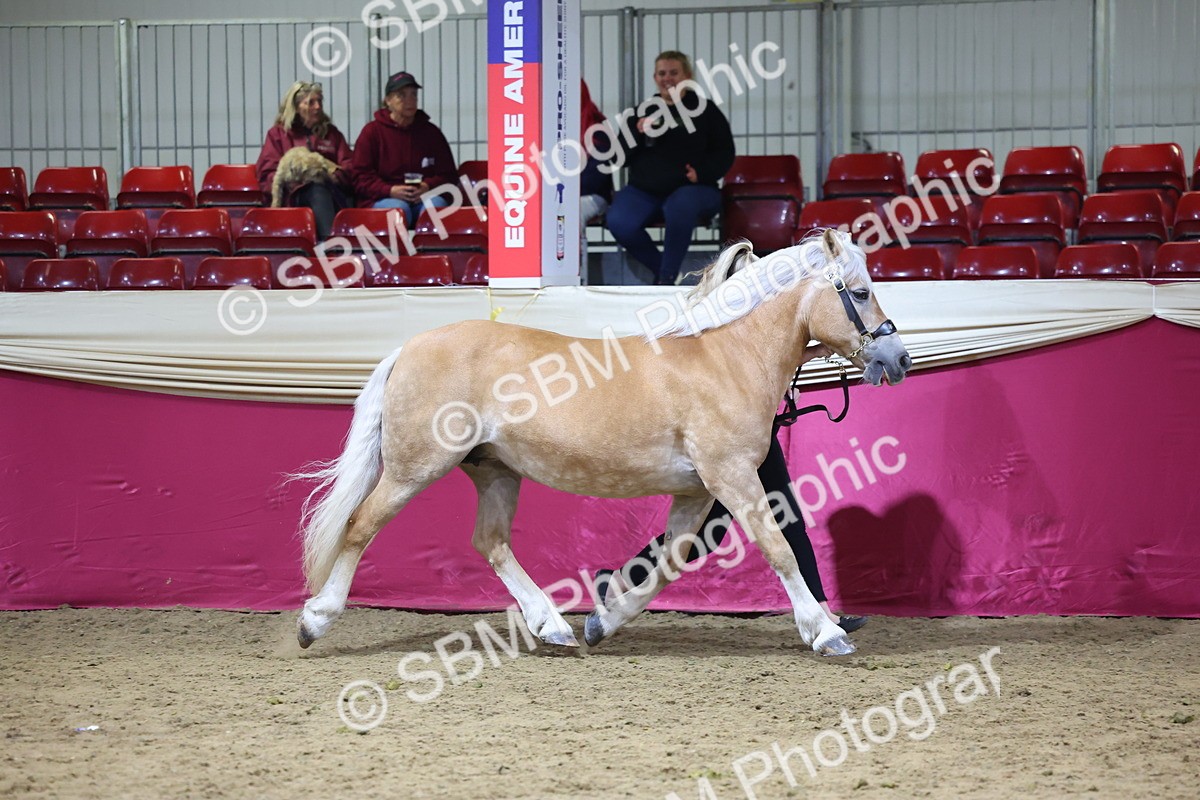 SBM_18687 - Class D IH Pony Champ