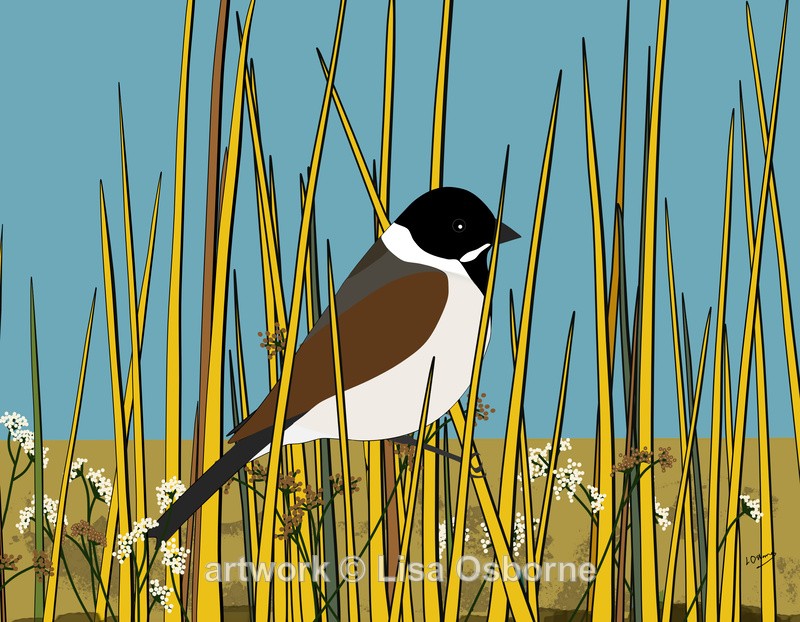 Reed bunting - DIGITAL ARTWORK