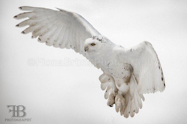 WoW jan-4 - Birds of Prey