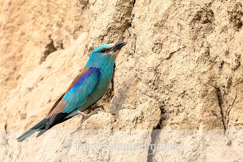 Roller - Macin National Park