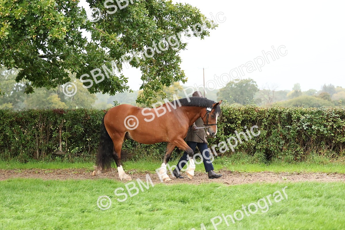 SBM_35242 - S10 - Best In Hand Horse & Pony