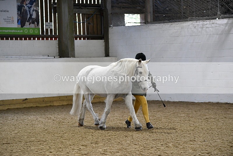 WJ5_4611 - Class 3 Part Bred In hand