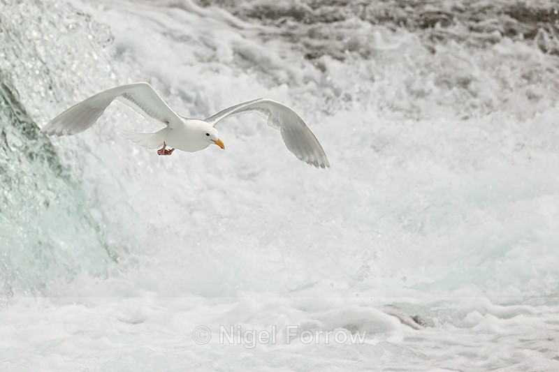 Glaucous-winged Gull flying, Brooks Falls, Katmai NP, Alaska - Glaucous-winged Gull