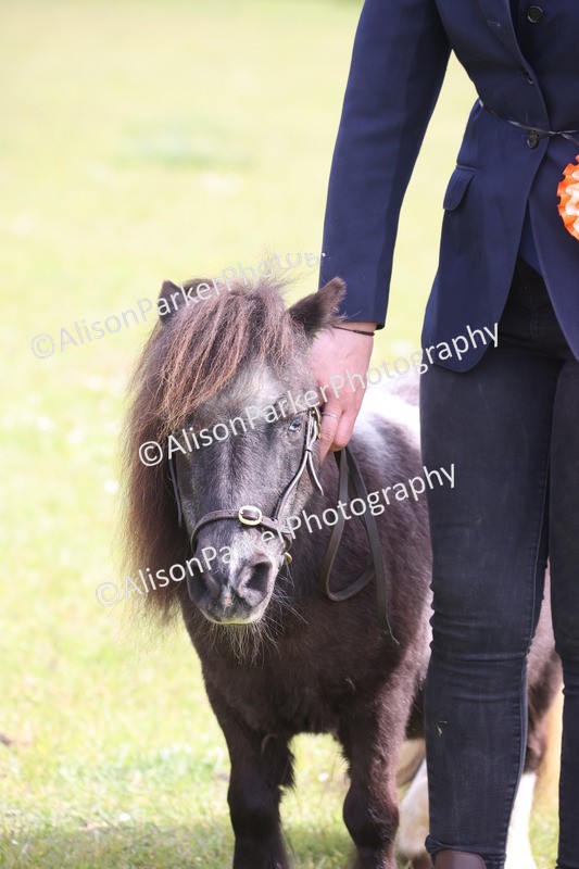 20260426-3230 - Class 26 - Shetland Ponies and Minitures