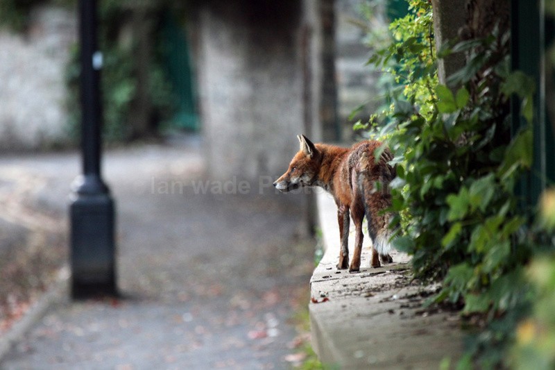 Urban fox sat on a wall in Bristol - wildlife photography - Urban Foxes, Bristol, Great Britain
