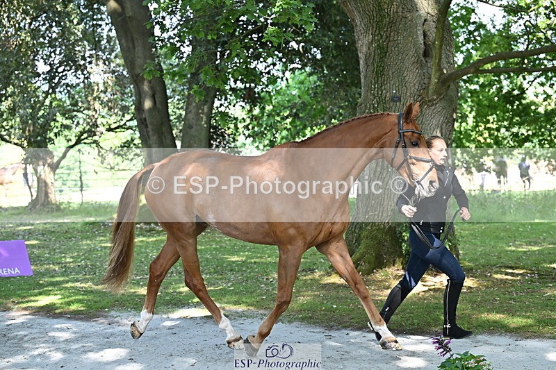 250521A-154444-00730 - B-360-Lucy.K.Wheeler-KING.CREOLE.VD.N.RANCH