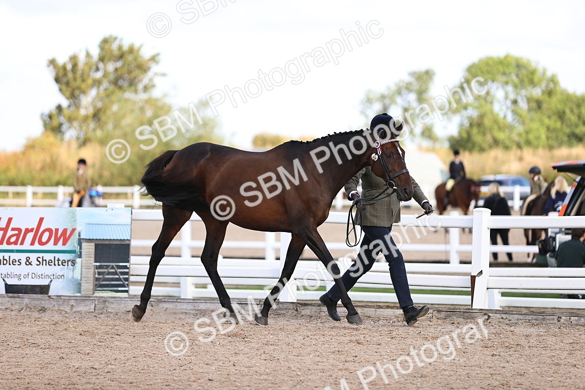 SBM_11512 - Class 407 - IH Hack-Riding Horse