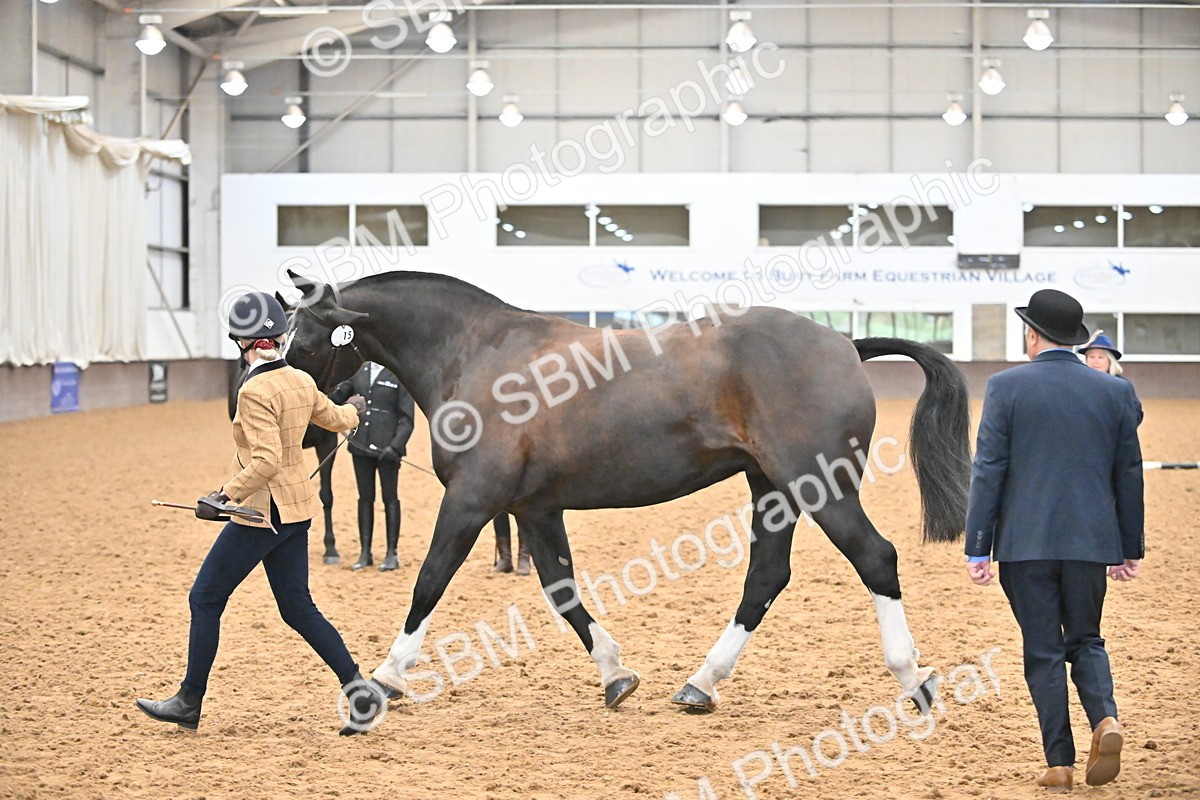 SBM_000101 - Class 4 - BSHA In Hand Show Cob