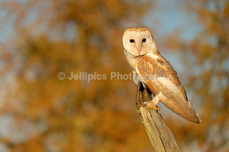  - Wildlife and Nature
