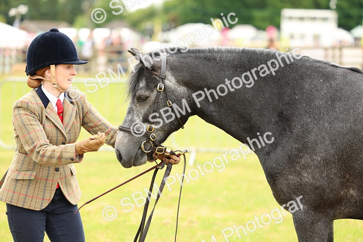 SBM_04068 - Class 64-67 - Shetland Pony In Hand