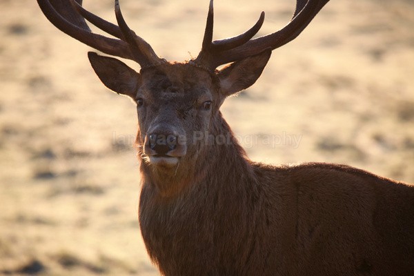  - Wildlife, Mammal Photography, Great Britain