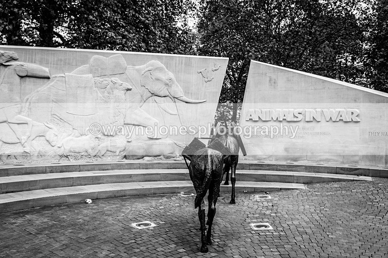 NGP_8109 - 2024 Animals in War Remembrance Gathering