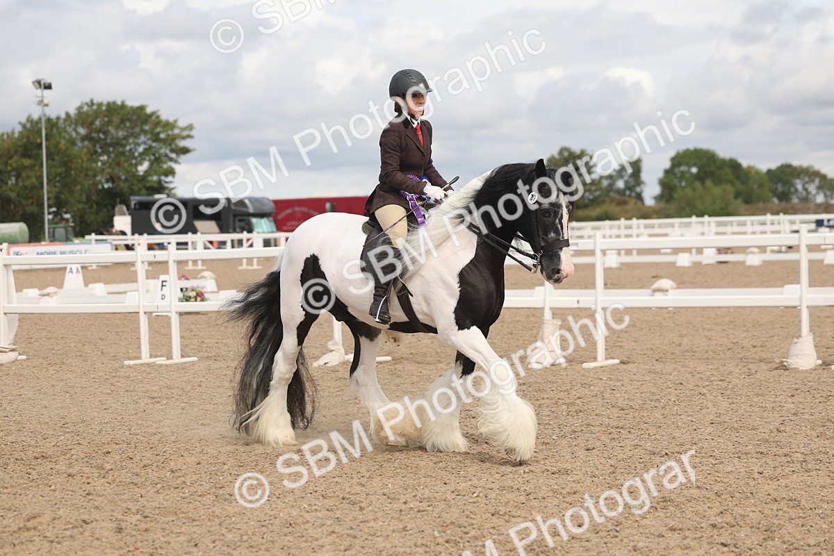 SBM_04522 - Class 18 - Handsomest Gelding (IH or Ridden)