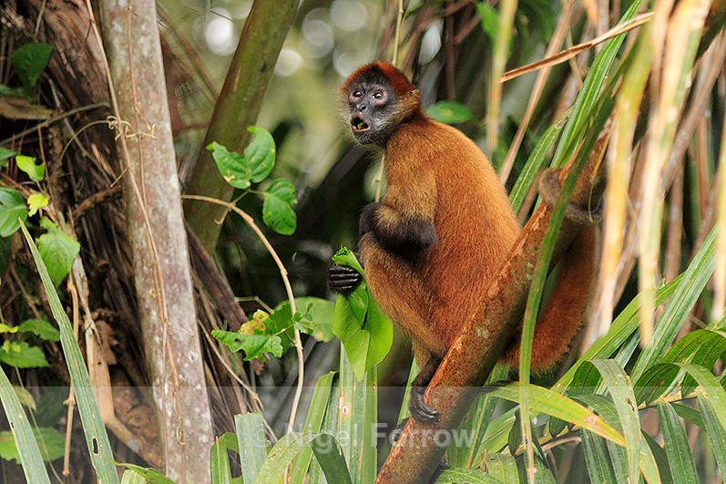 Spider Monkey eating a leaf while sat in a tree at Tortuguero - Monkey