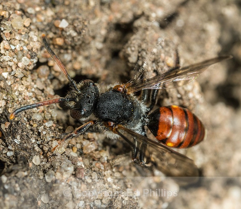 Nomada fabriciana (f) - Nomada fabriciana
