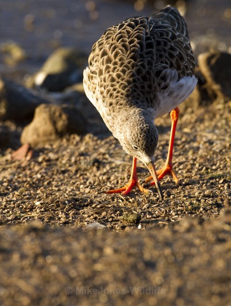 RUFF WINTER 2010 - THE RUFF (Wading Bird)