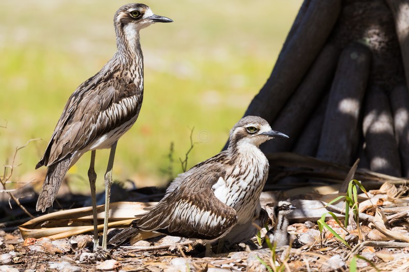 Bush-Stone Curlew