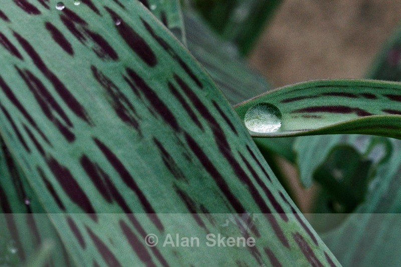 DSC00714 - Droplets