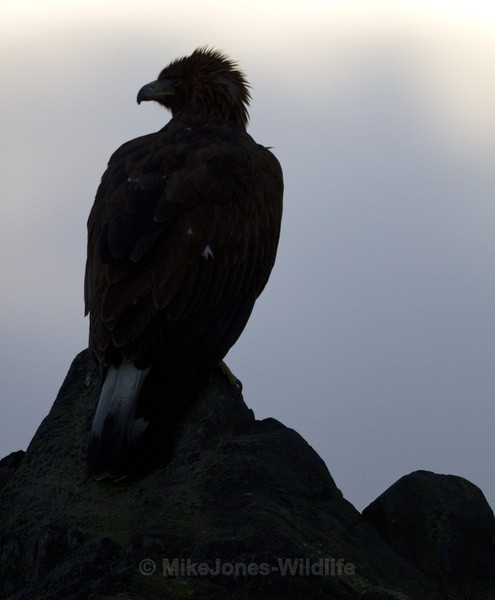 GOLDEN EAGLE - GOLDEN EAGLES