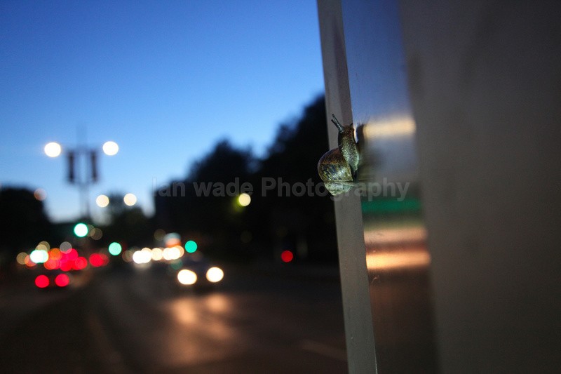 Common Garden Snail in Bristol street - Urban Snail photography - Bristol