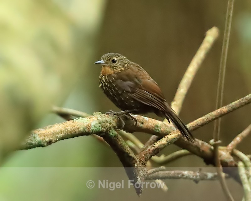 Lineated Foliage-gleaner, Boquete, Panama - Lineated Foliage-gleaner
