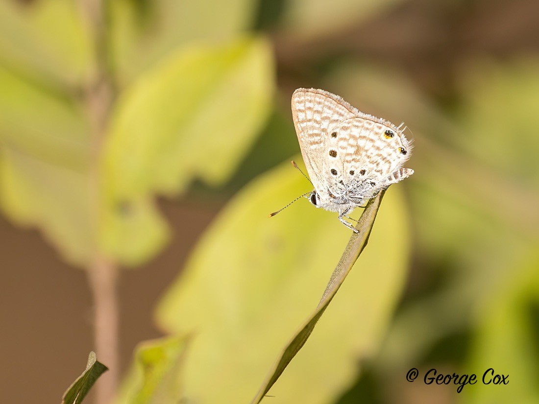 Tiger Blue - Gambia 2025