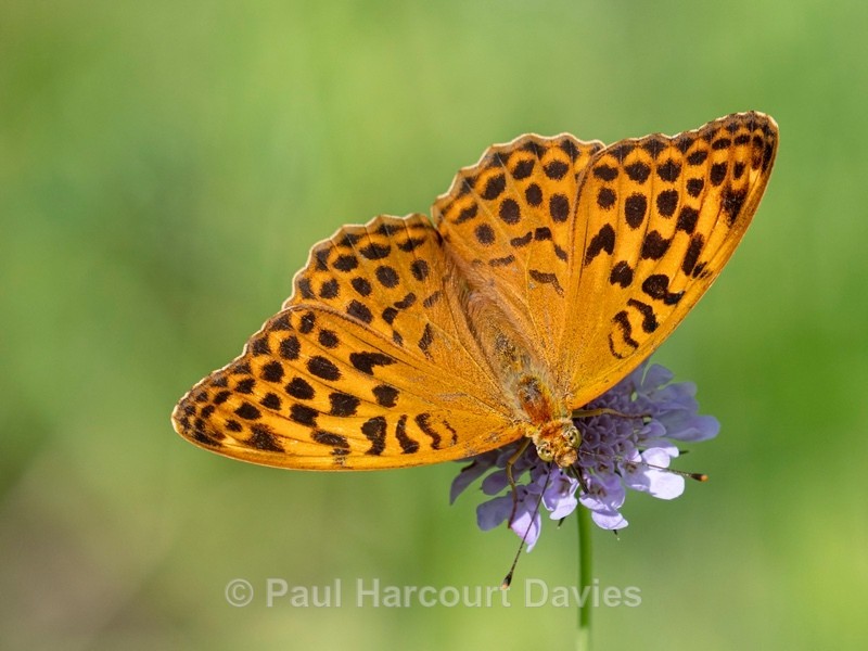 Silver-Washed Fritillary (Argynnis paphia - Insects & Spiders &  other animals 2021