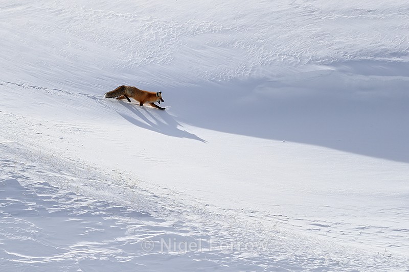 Red Fox shadow on snow, Yellowstone National Park - Red Fox