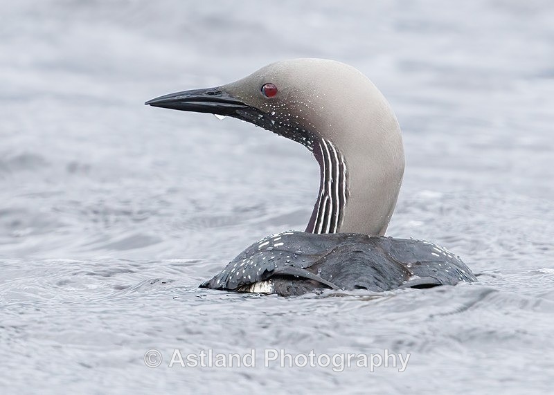 Black-throated Diver - Latest Images