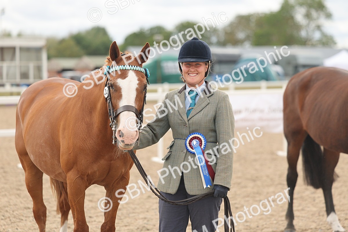 SBM_17025 - Class 312 - IH Competition Horse-Pony