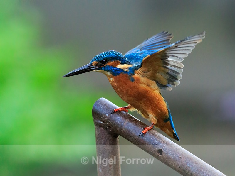 Kingfisher (male) with wings outstretched - Kingfisher