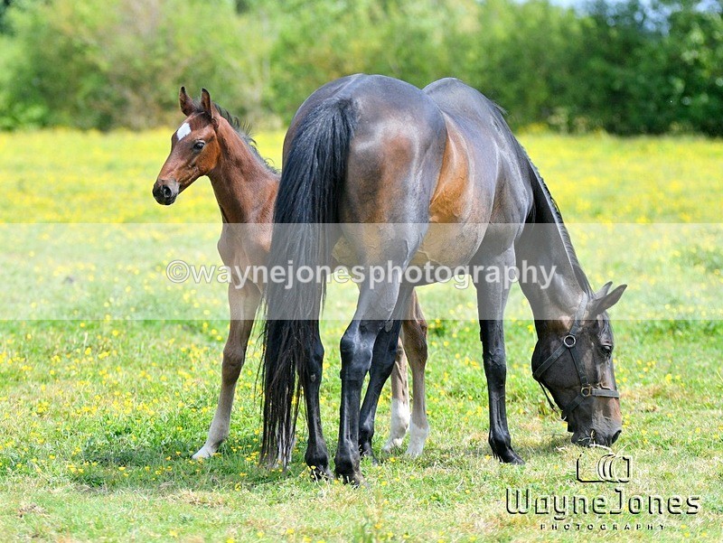 WJ5_4339 - Lyford Stud - Foals 01-06-25