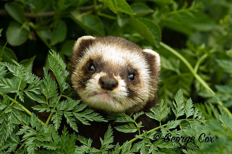 Polecat - Mammals