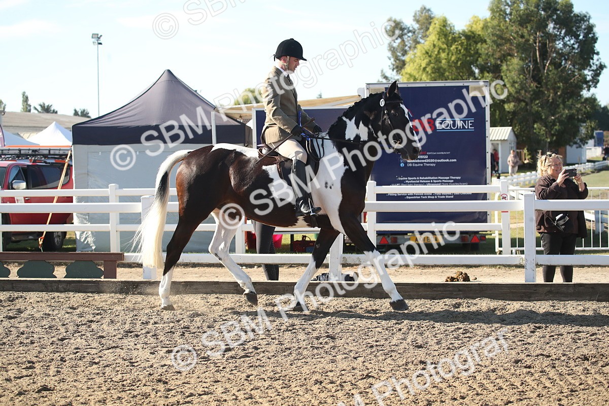 SBM_11355 - Class 501 -Riding Club Pony