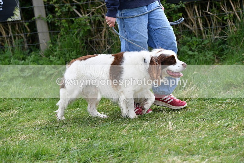 WJ5_9956 - Class 5 Best Veteran / 7 years & over