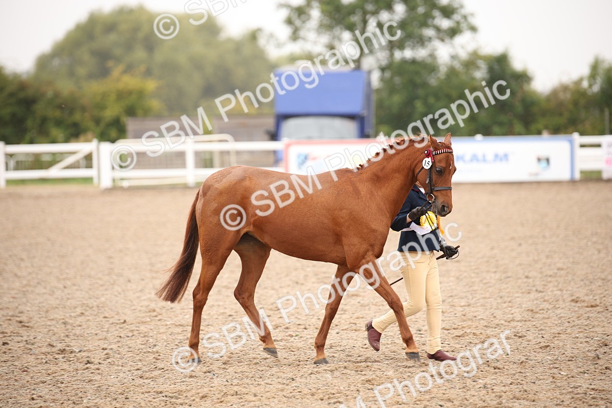 SBM_20154 - Class 702 - IH  Show Horse Pony