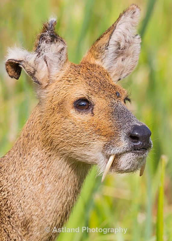 Astland Photography, Bird and Wildlife Images, Susan and Peter Wilson, U.K.