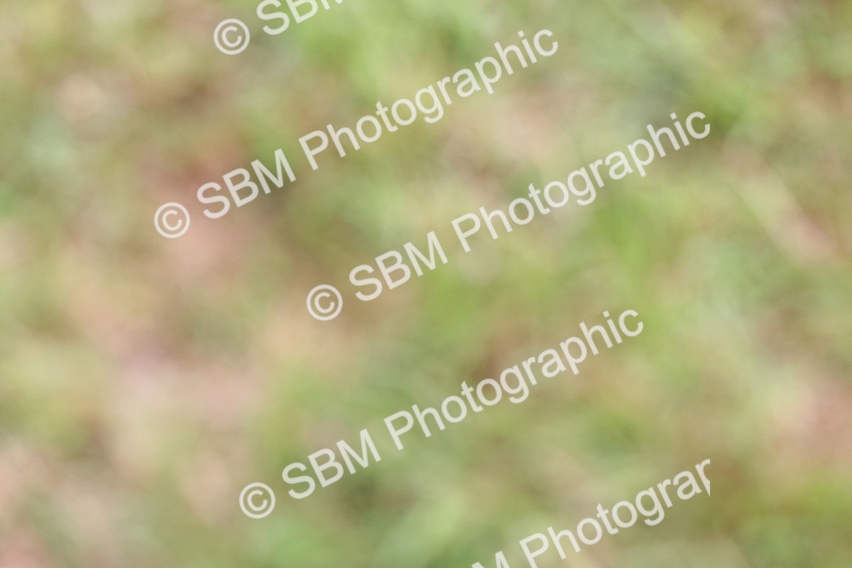 SBM_08883 - Class 42-43 - LIHS BSPS Heritage Working Sports Pony