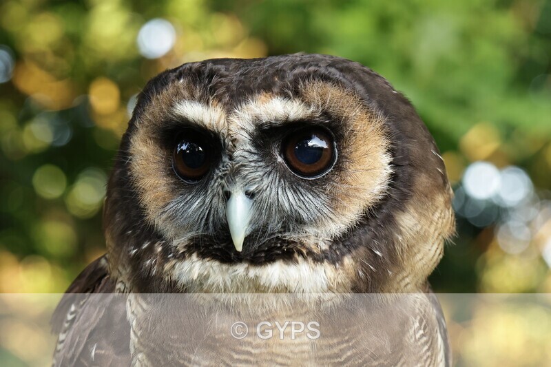 Asian Wood Owl by Mike Graystone 2 - 2023 Summer outdoor meetings, members' pictures