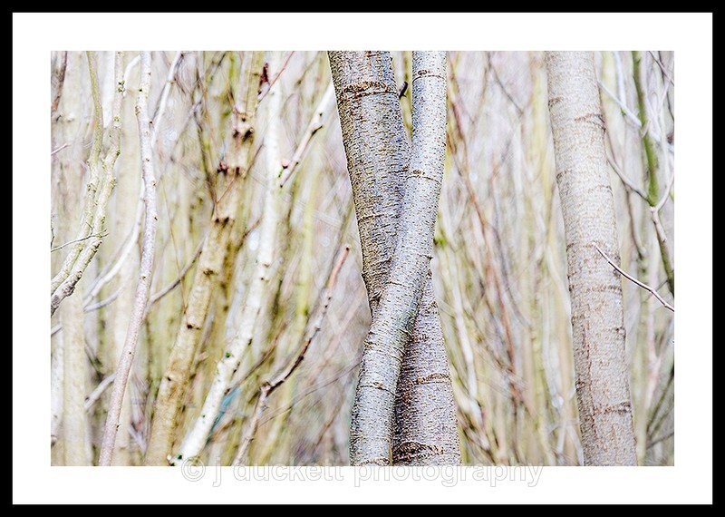 Entwined Tree Trunks