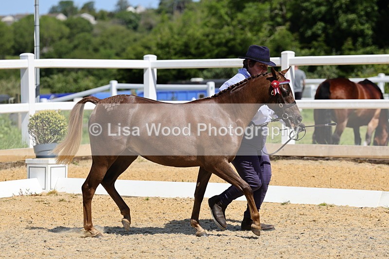 1X9A1095 - Class 8: Open Show/Hunter Pony not to exceed 153cm
